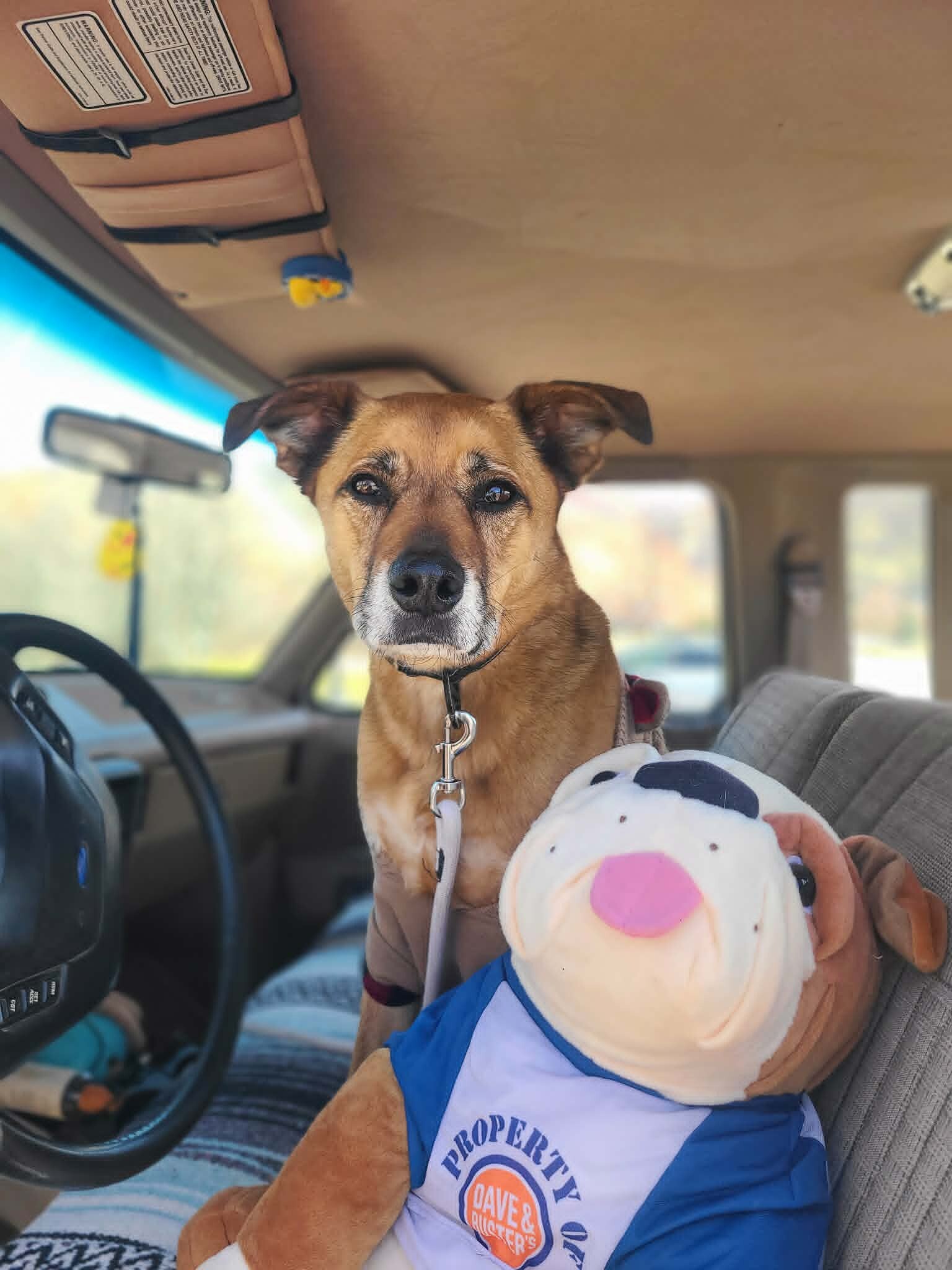 Picture of the Animal Listed